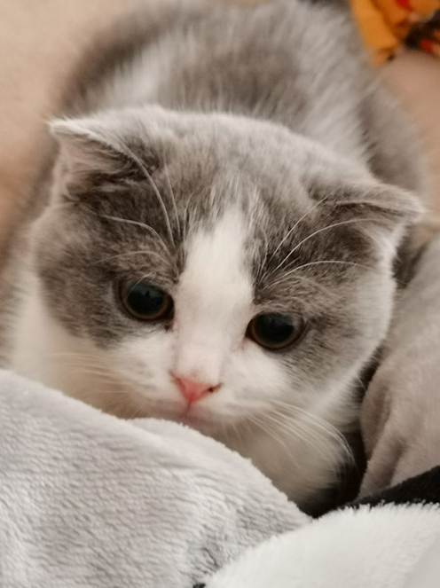 布偶猫价格多少钱一只？布偶猫饲养难度高吗？
