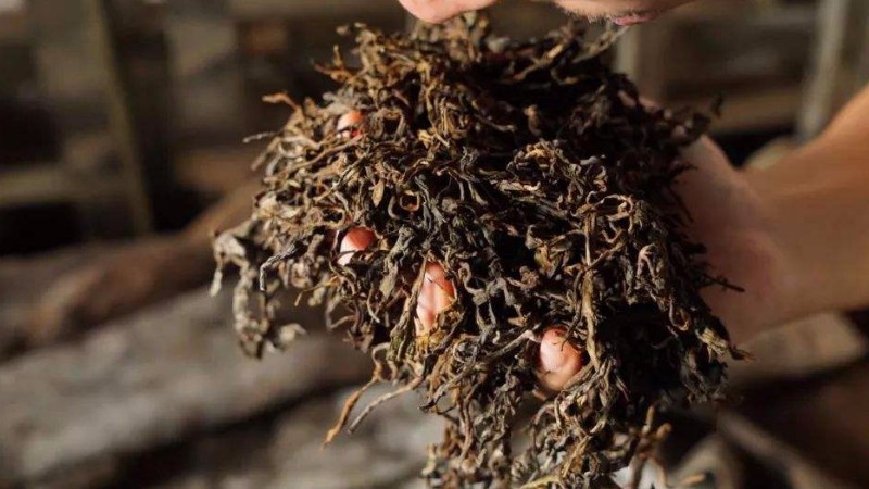 普洱茶发酵渥堆过程中,哪几种微生物会参与其中