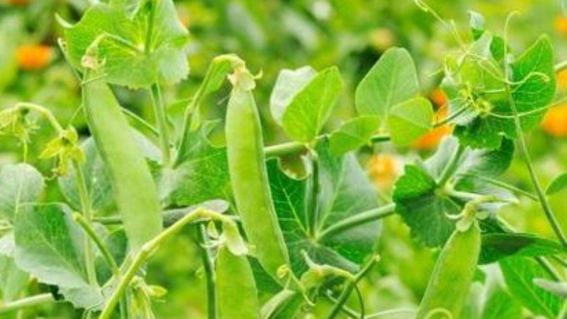 4万3270动植小镇2021-02-02豌豆淀粉的功效与作用.