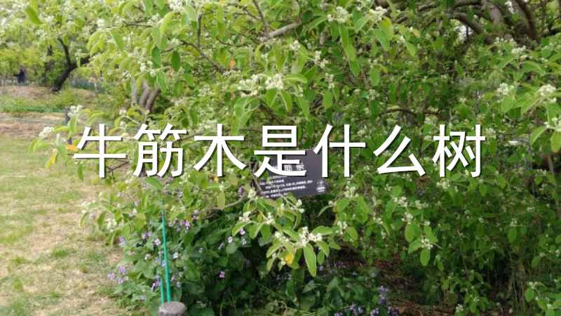 ţ