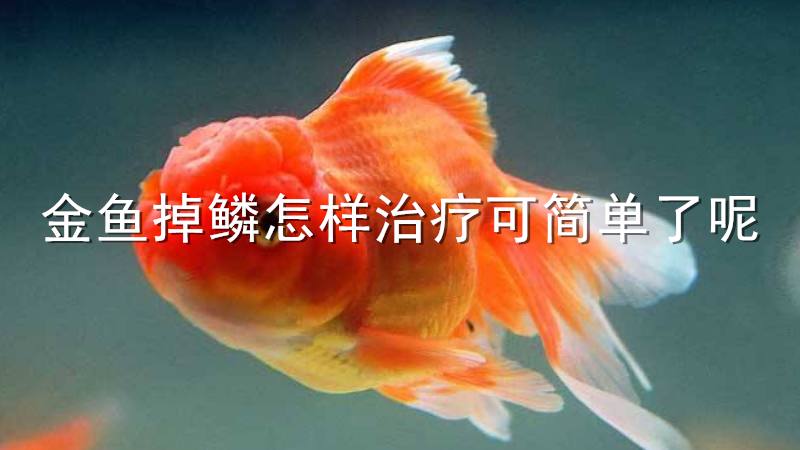 金鱼掉鳞怎样治疗可简单了呢 发条视频