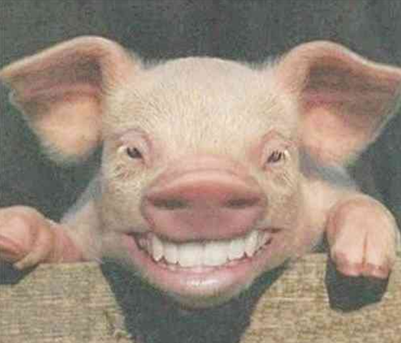 忍不住笑出猪声表情包图片