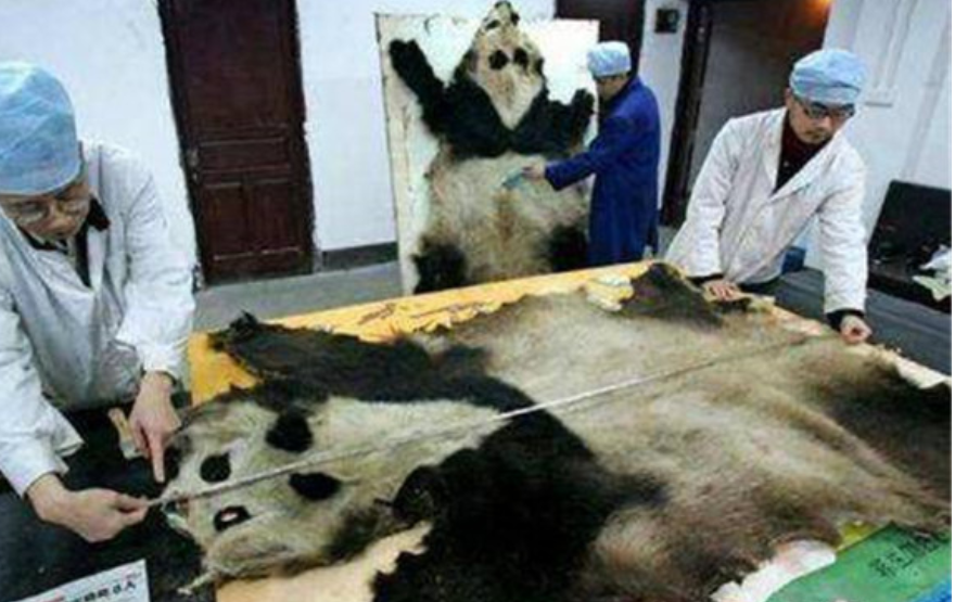 大熊猫吃人可怕图片