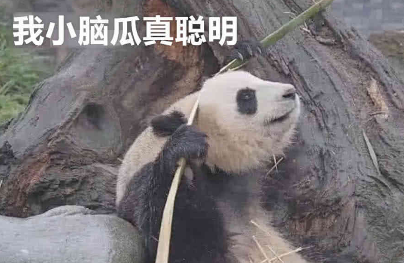 大熊猫想吃竹子却怎么都掰不断接下来它的举动笑翻众人