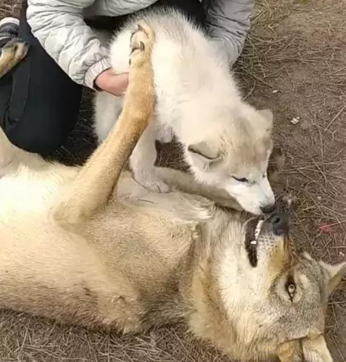 完全没有意识到狼对自己浓浓的嫌弃之情,依旧很是兴奋地想要扑上去,来