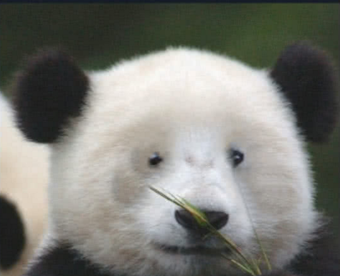 熊猫去掉黑眼圈照片图片