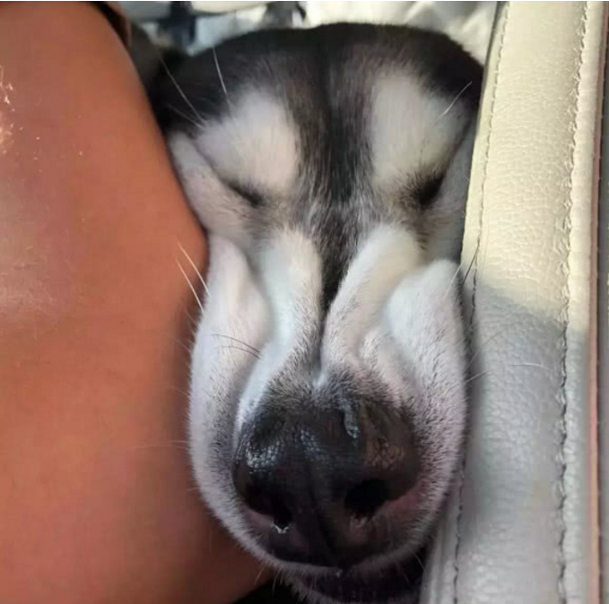 主人带二哈出门兜风二哈为坐前排脸挤变形最后还拆车泄愤