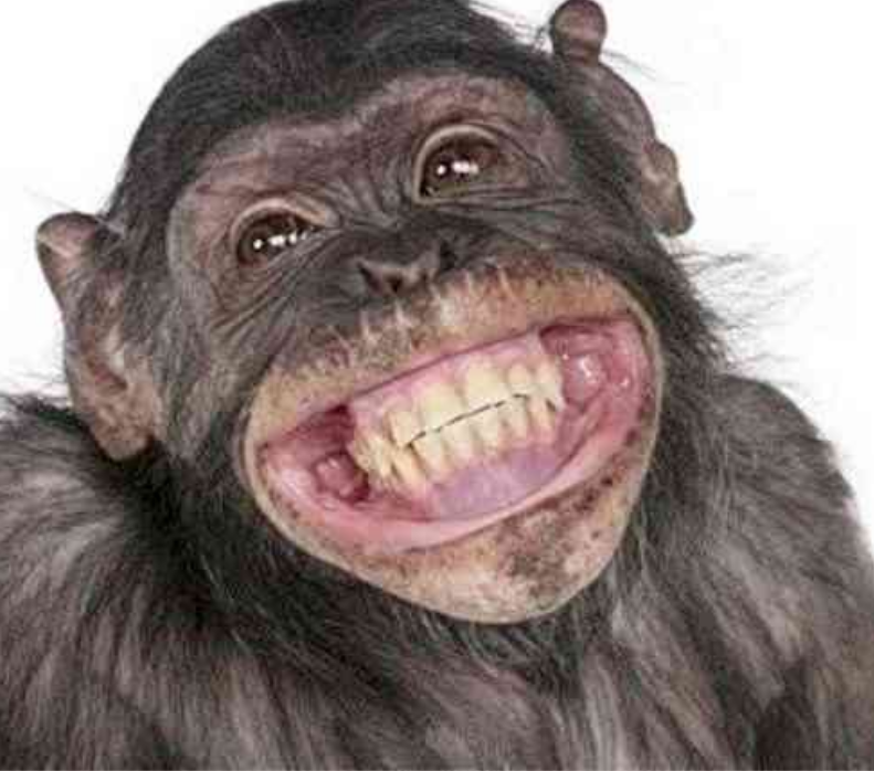 大猩猩笑容图片