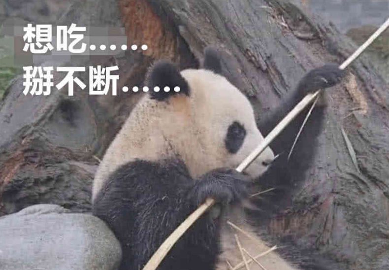 大熊猫想吃竹子却怎么都掰不断接下来它的举动笑翻众人