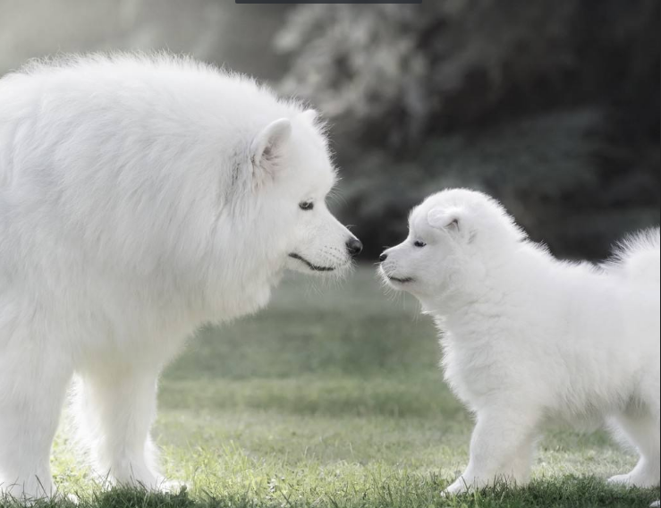 大白熊犬和萨摩耶杂交图片