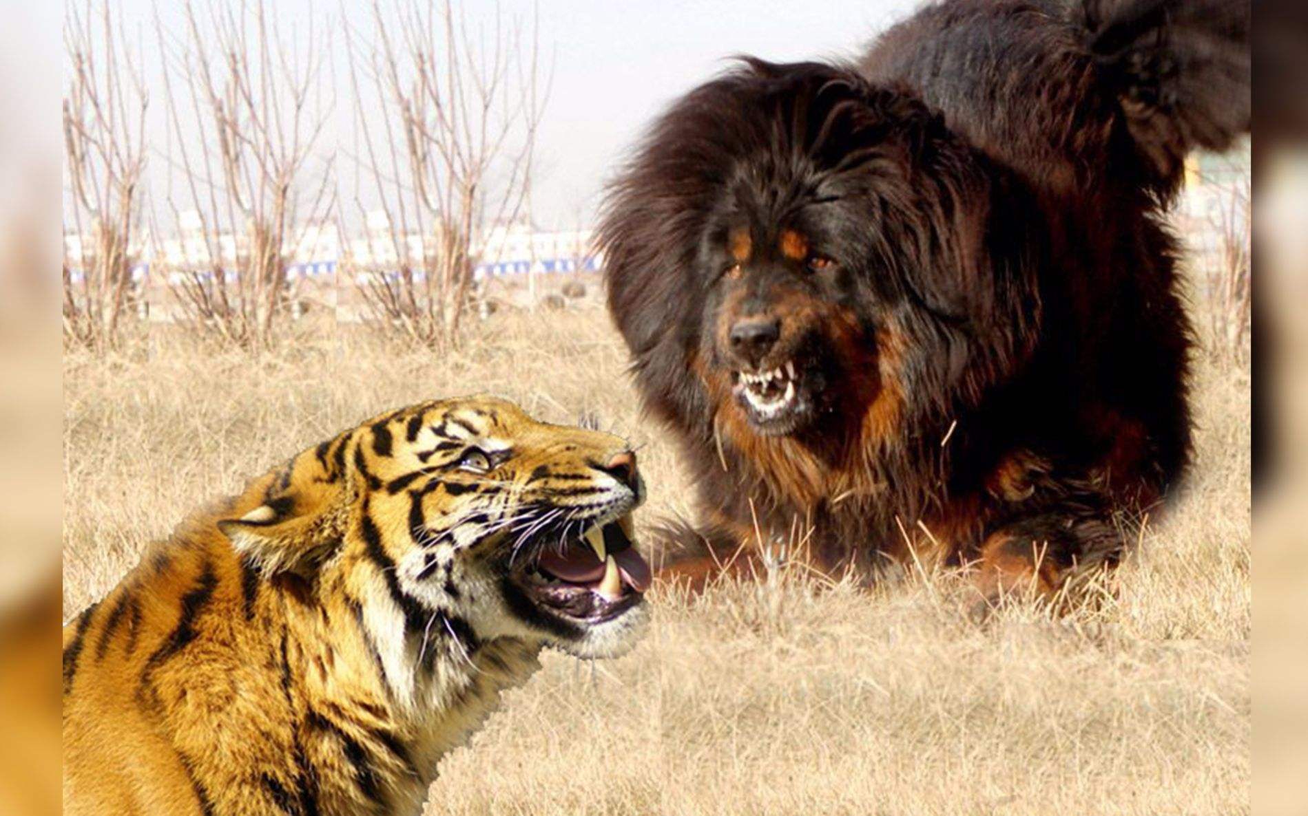藏獒vs雪豹图片