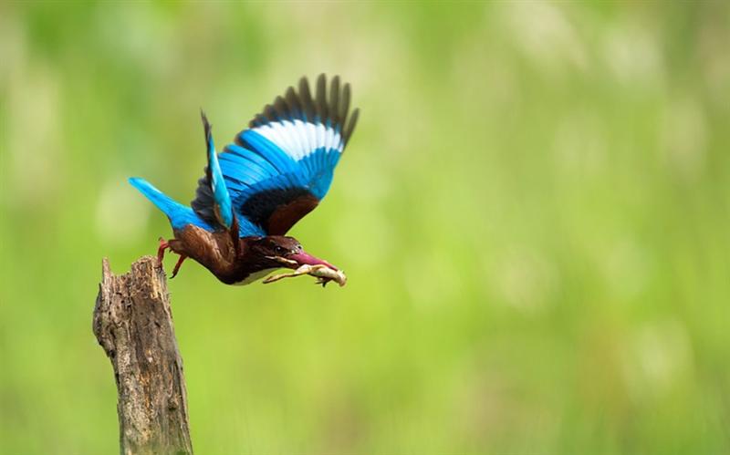 荆棘鸟最美图片图片