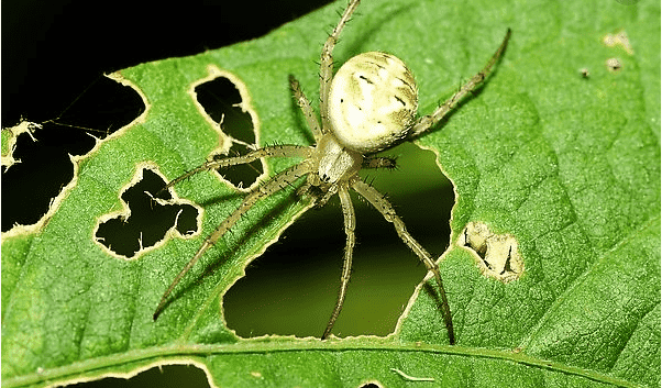 绿色的蜘蛛咬人图片