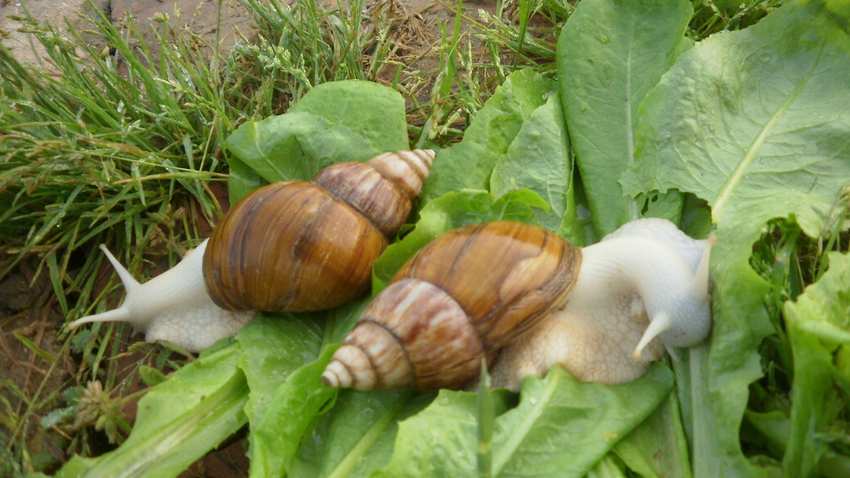 蜗牛吃的食物蜗牛吃很多不同的食物,像是各种各样的素菜,比如说一些