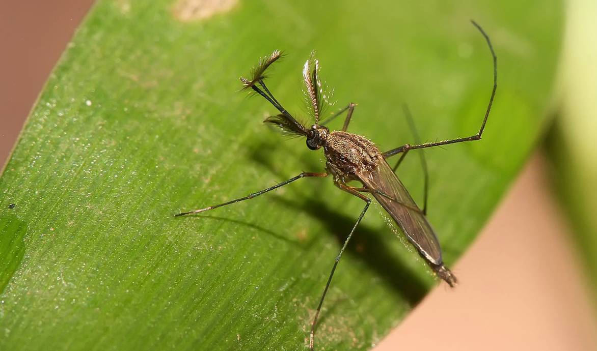 幼儿被蚊子咬了怎么消肿止痒最快