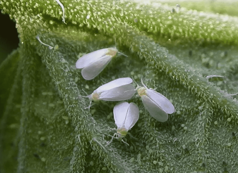 白粉蝨怎麼治