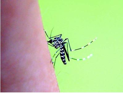 黑白相间的蚊子有毒吗