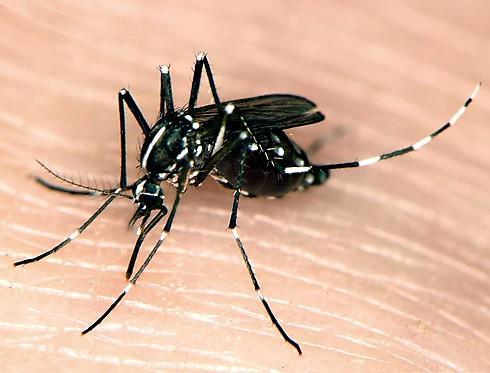 白纹伊蚊也叫麻蚊,花蚊,是中小型黑色蚊种,同时带有银白色的斑纹,而且