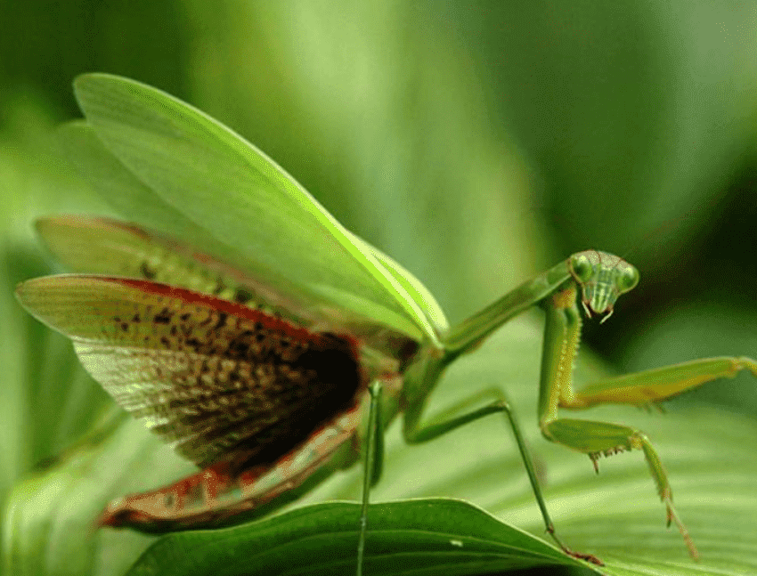 螳螂前足结构图片