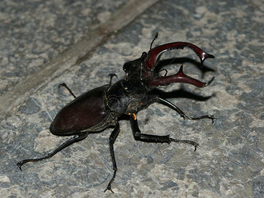家里有黑色的小甲虫怎么办