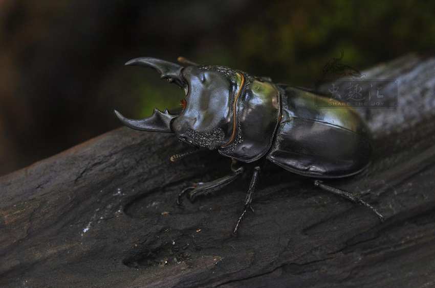 家里有黑色的小甲虫怎么办