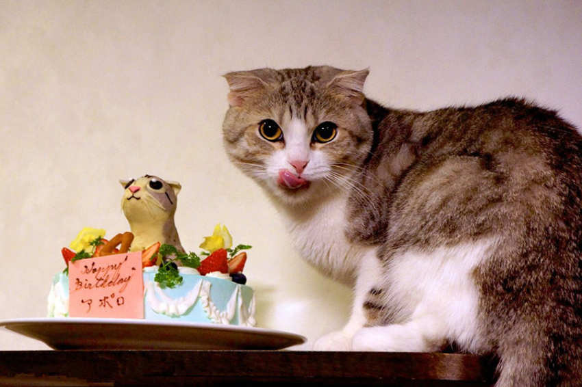 猫可以吃蛋糕吗