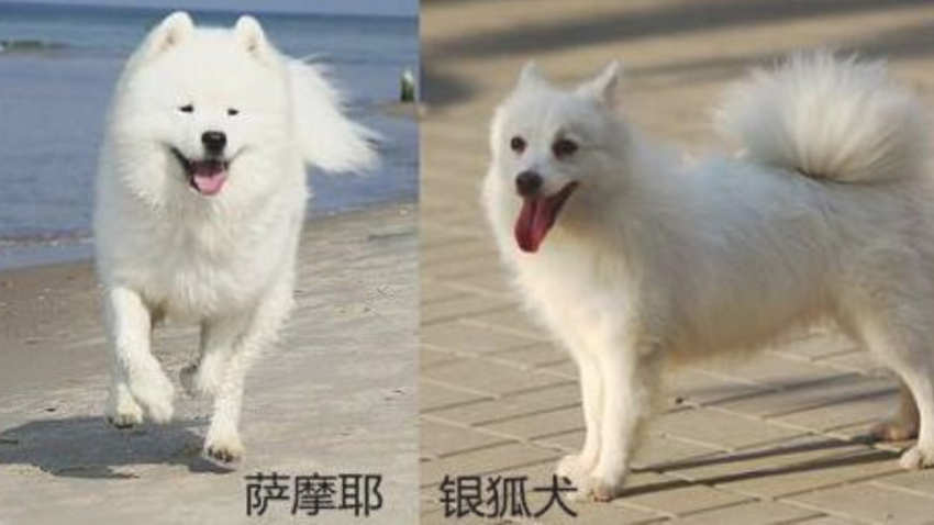 银狐犬和萨摩耶的区别是什么