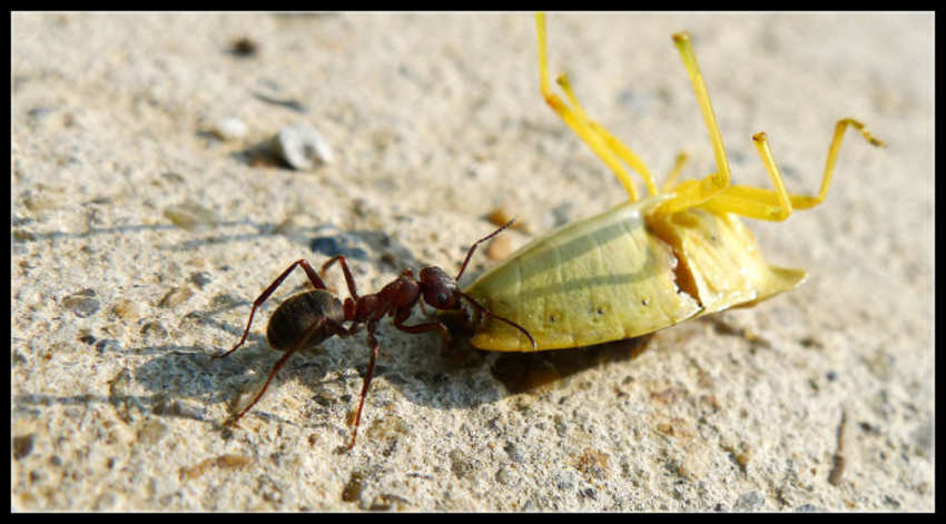 食人蚁最怕什么