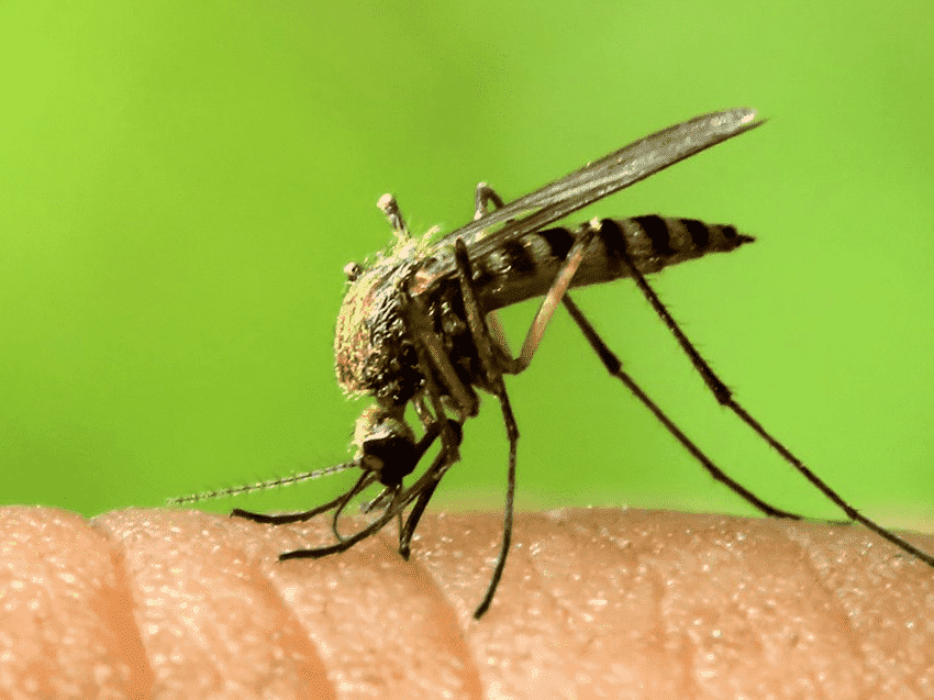 家里怎么会有绿色蚊子图片