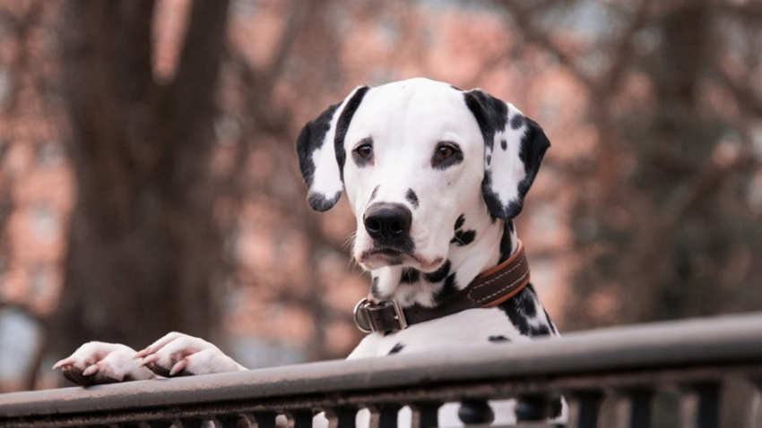 狗能吃蜂蜜吗 发条视频