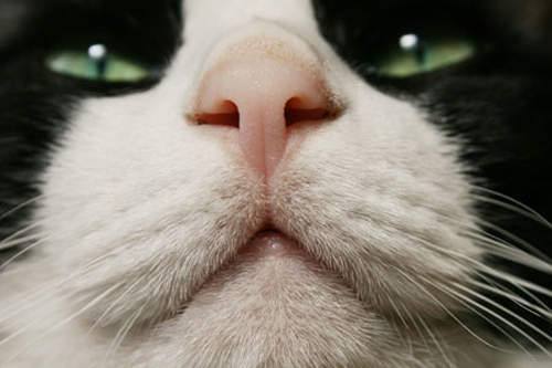 猫鼻子发白是为什么 萌宠来了