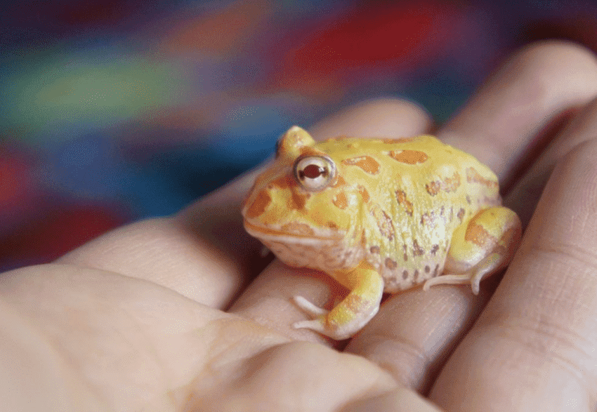 角蛙寿命有多长 发条视频
