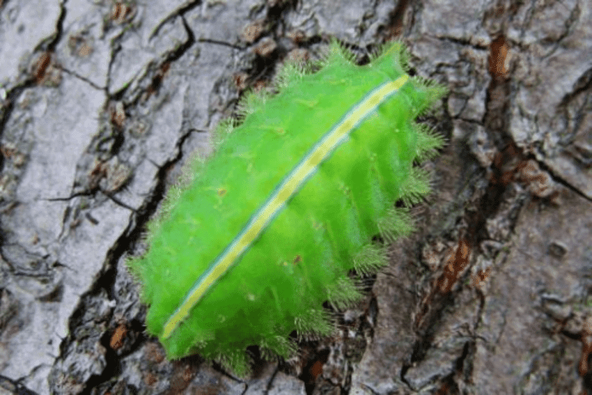 一,刺蛾幼虫其实枣树上的这种长相看起来非常可怕的,小虫子叫做刺蛾