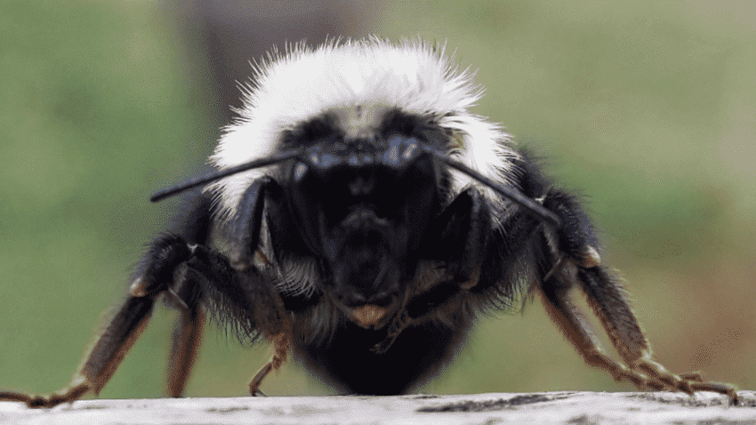蜜蜂的种类 黑色图片