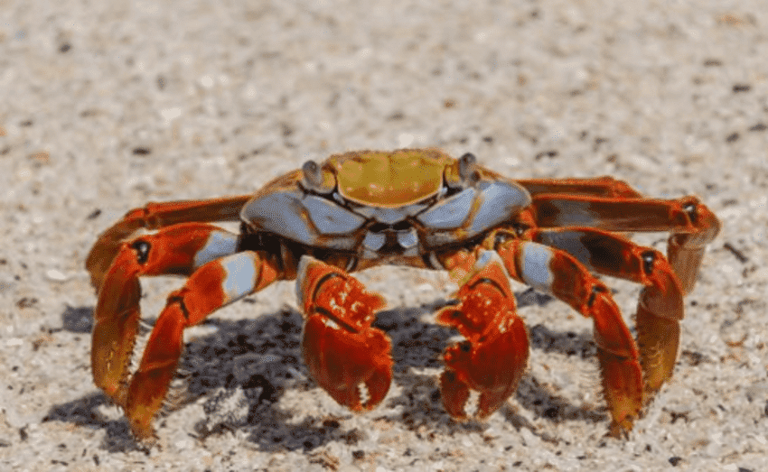 螃蟹螃蟹几条腿及图片图片