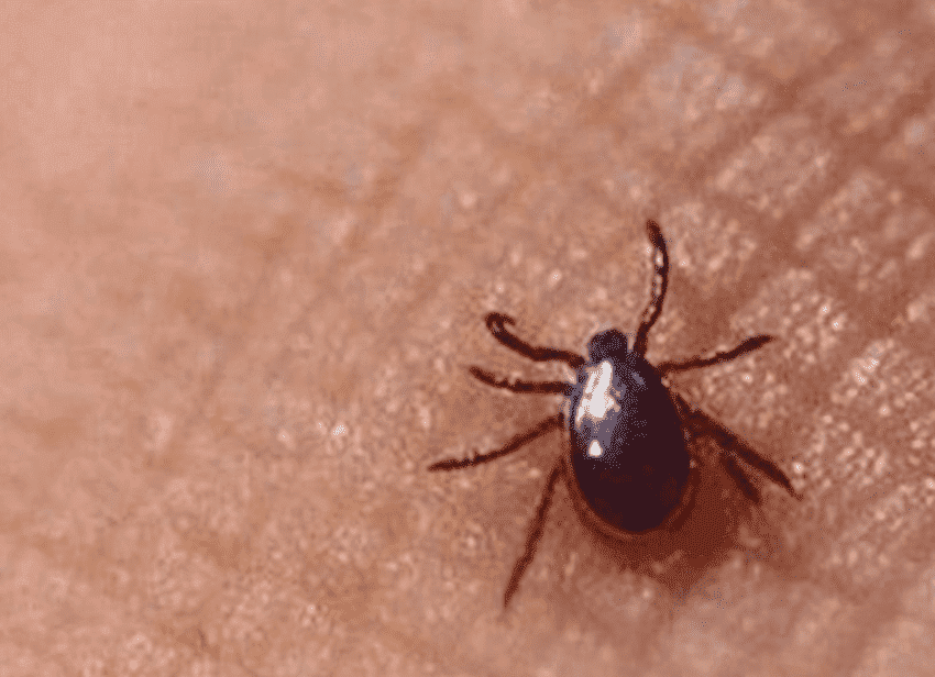怎样判断是被恙虫咬了
