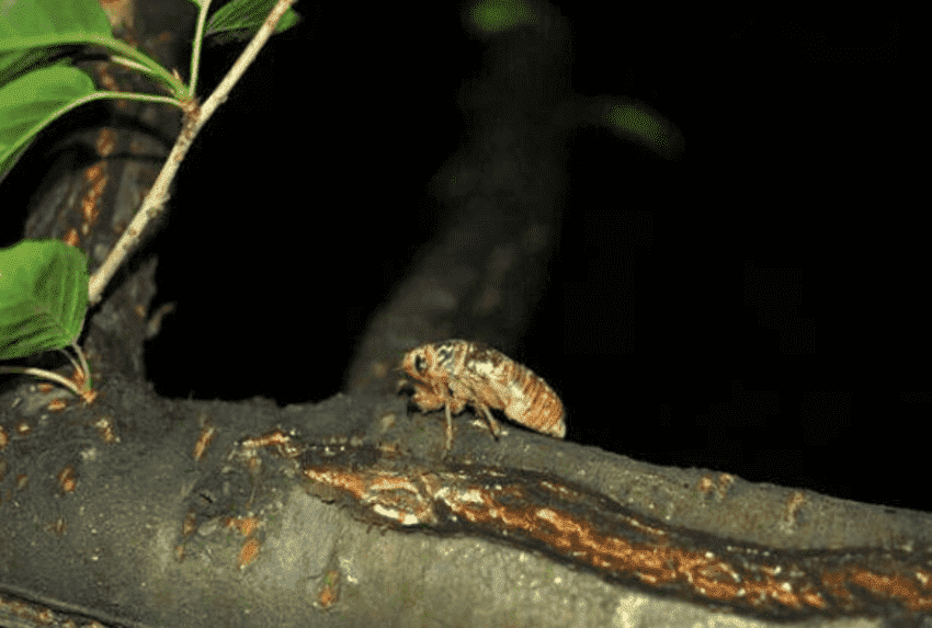 夏天的昆虫有哪些