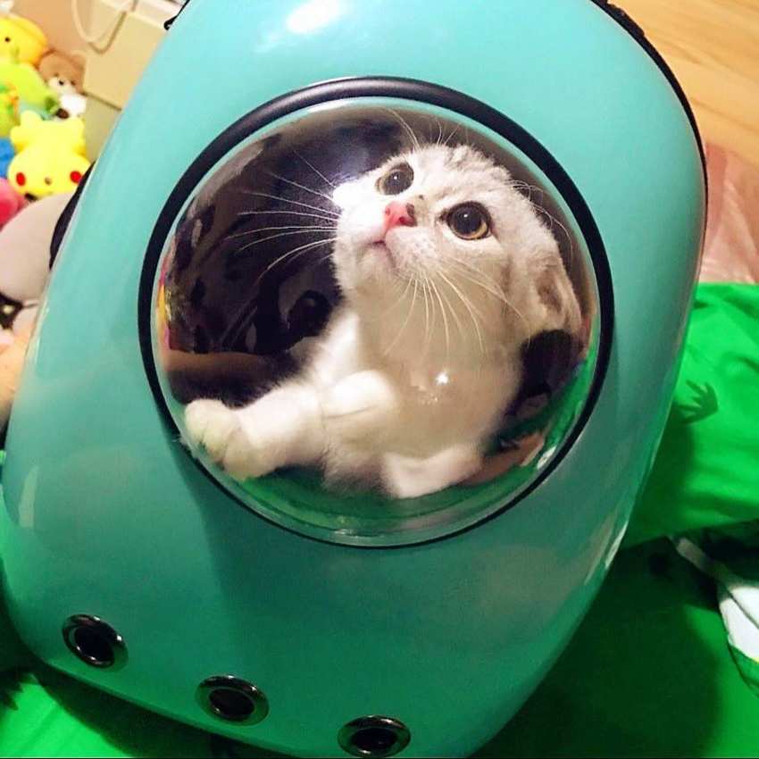 太空舱背包害死猫图片