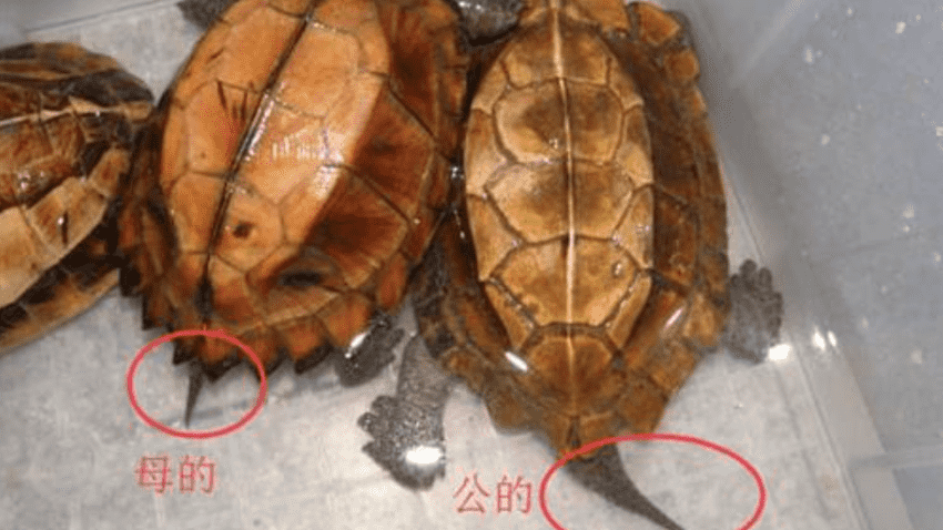 巴西龟怎么分辨年龄图片