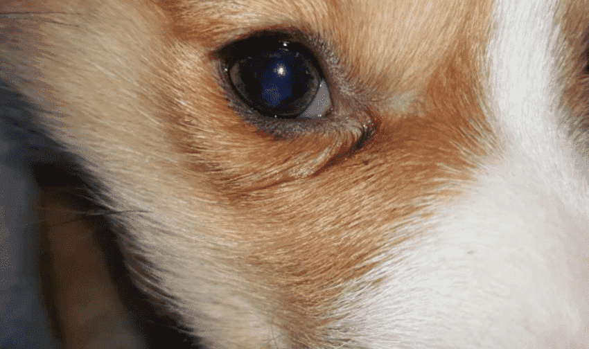 狗狗眼睛白内障