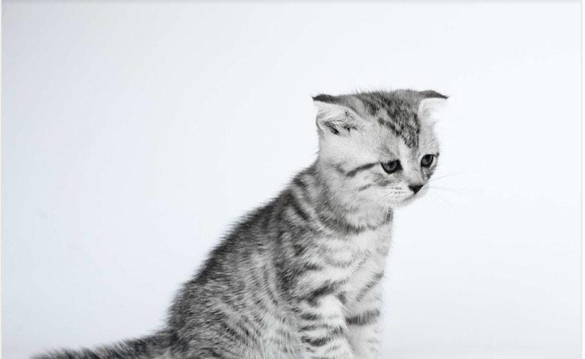 苏格兰折耳猫价格是多少