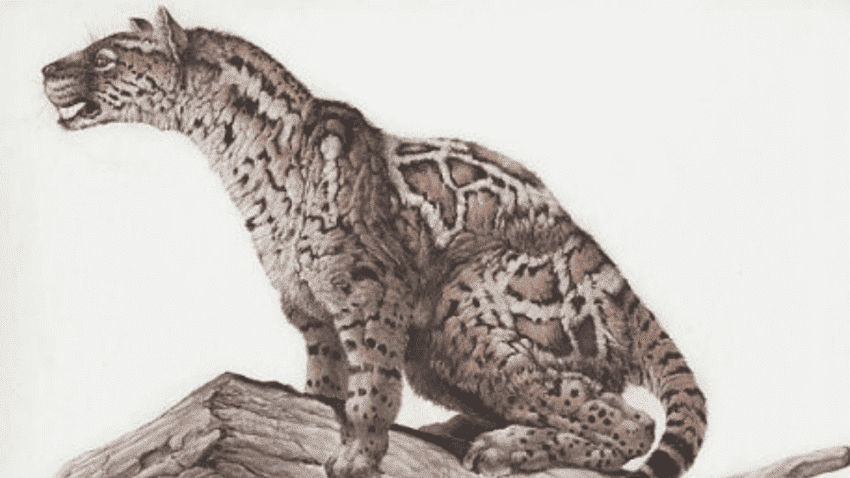 猫的祖先动物图片