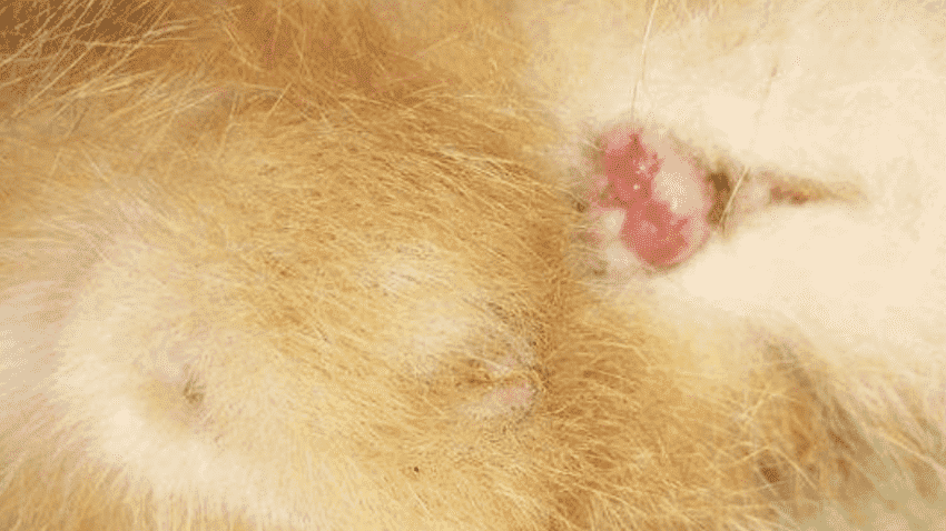 小猫肛门外凸红肿是为什么怎么治疗
