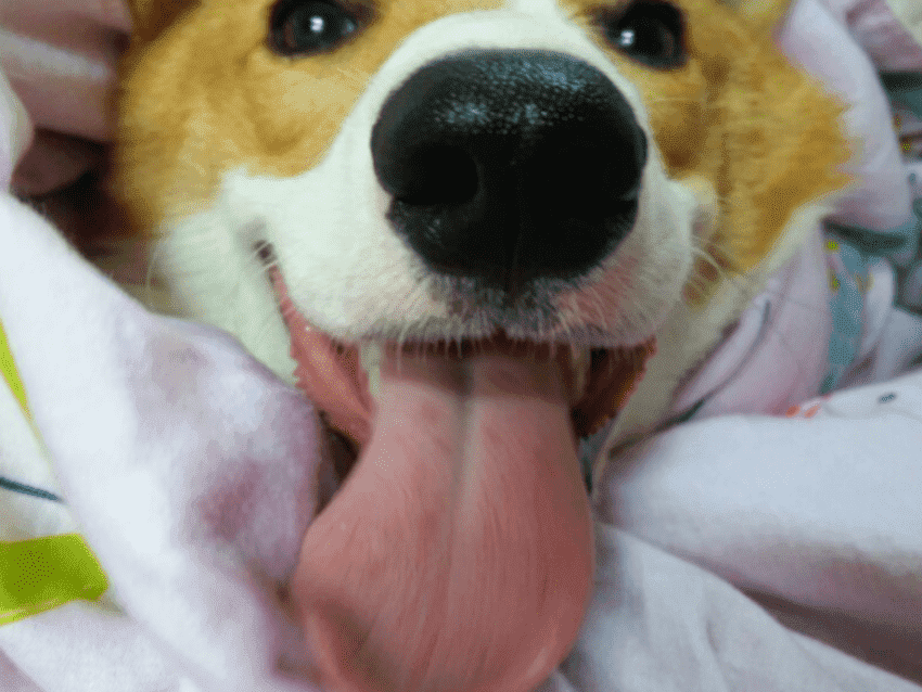狗狗舌头发白图片