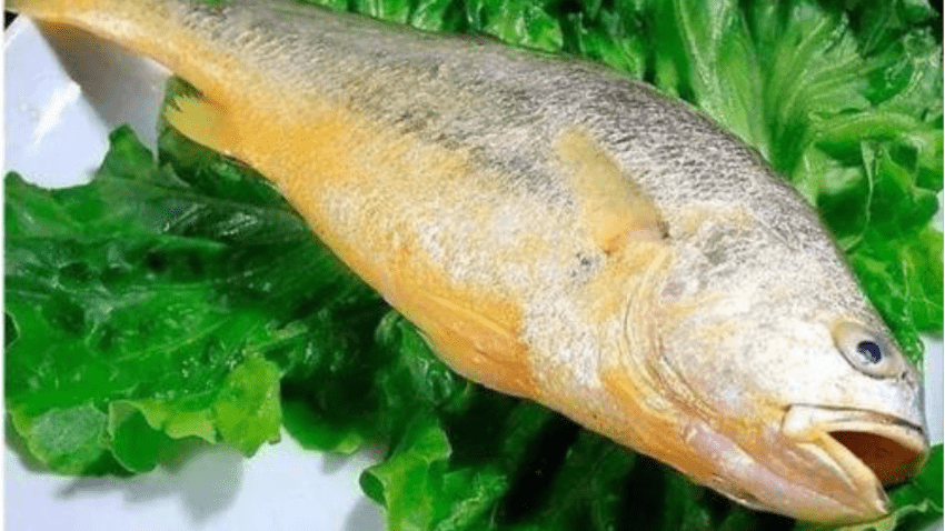 黄花鱼的鱼腹中的白色鱼鳔可用来制作鱼胶,该种鱼胶有止血之效,能防止