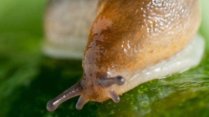 鼻涕虫钻进了蜗牛的壳图片