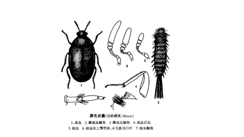 黑皮蠹从小到大的图片图片