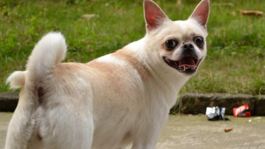 便宜的宠物狗有哪些