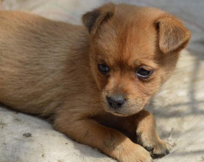 狗狗犬瘟初期會伸舌頭嗎