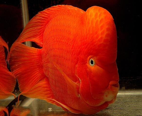 红鹦鹉鱼怎么繁殖